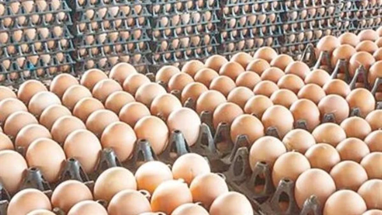 سعر كرتونة البيض اليوم.. 20 جنيهًا في الأسواق المصرية